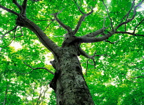 N-0702  of broadleaf tree in leaf, Japan.