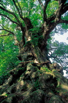N-0507  of gnarled  trunk of Giant Camphor tree, Yakushima, Kagoshima, Japan.