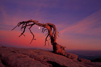 N-0602 Dead tree in desert, Yosemite NP, California, USA.
