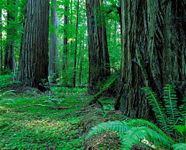 N-0601 Redwood forest, Oregon, USA (Sequoia sempervirens)