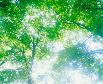 N-2606 Sunlight through tree leaves.