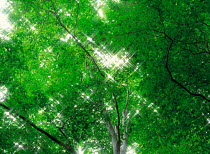 N-2602 Sunlight through tree leaves.