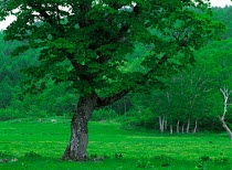 N-0706 Japanese oak tree in field near woodland, Nagano, Japan.