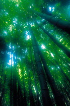 N-3601  through Bamboo forest, Japan.