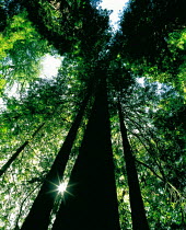 N-3602  of sunlight through Sequoia Redwood, USA.