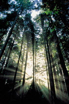 N-5005 Shafts of Sunlight through woodland, Willapa Bay, Washington, USA.