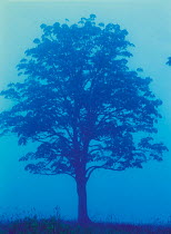 N-7706 Japanese oak tree silhouetted in mist, Nagano, Japan.