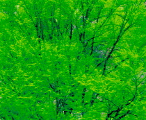 N-4202 Green leaves on tree abstract, Japan.