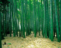 N-4401 Bamboo forest, Kanagawa, Japan.