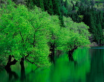 N-4201 Trees beside water, Hokuryuko, Nagano, Japan.
