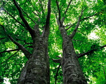 N-0705  up double trunks of tree into canopy, Shirakami-Sanchi, Akita, Japan.