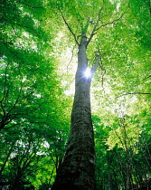 N-3003  up Beech tree trunk into canopy, Niigata, Japan.