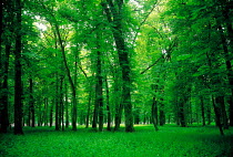 N-4105 Woodland scene in spring, France.