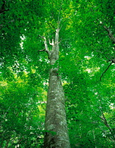 N-3304  up trunk of Beech tree {Fagus sp}, Aomori, Japan.