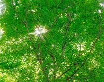 N-3101 Sunlight through Beech tree leaf canopy, Niigata, Japan.