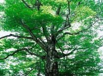 N-3407 Woodland tree with extensive branches, Japan.