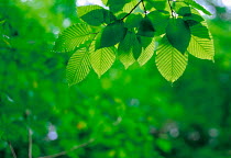 N-1905 Beech leaves {Fagus sp}