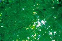 N-2507 Sunlight through Beech tree leaves, Japan.