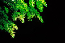 N-2105 Yew tree leaves {Taxus baccata} USA.