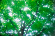 N-2807 Beech tree {Fagus sp} soft focus, Japan.