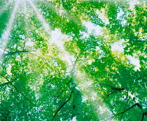 N-2901 Sunlight through Birch trees {Betula sp} Japan.