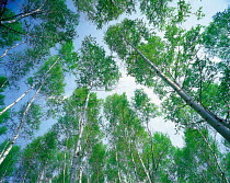 N-3202  up to canopy of Birch woodland {Betula sp}, Nagano, Japan.