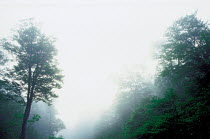N-4701 Woodland in mist, Hachimantai, Akita, Japan.