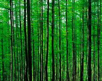 N-4305 Woodland tree trunks, Japan