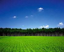 N-3801 Rice field with woodland behind, Tochigi, Japan