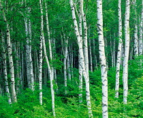 N-4004 Silver birch woodland {Betula verrucosa} Nagano, Japan