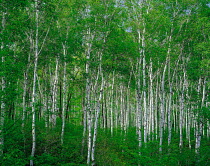 N-4002 Silver birch woodland abstract {Betula verrucosa} Nagano, Japan