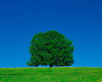 N-5505 900-year-old European beech tree in field against clear blue sky {Fagus sylvaticus} Bavaria, Germany.