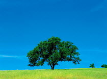 N-5401 Single tree in field against blue sky, California, USA.