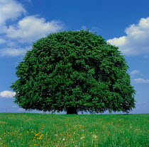 N-5703 900-year-old European beech tree in field {Fagus sylvaticus} Bavaria, Germany.