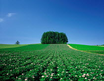 N-5701 Potato field with tree clump behind, Hokkaido, Japan