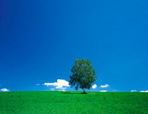 N-5404 Single tree in field against blue sky, Hokkaido, Japan