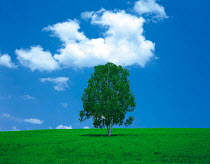 N-5402 Single Birch tree in field agains blue sky with clouds, Japan.