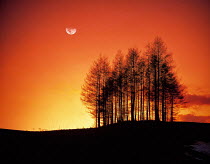 N-7607 Trees silhouetted at sunset with moon rising behind, South Korea.