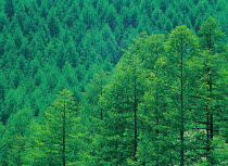 N-6803 Japanese larch tree plantation, Nagano, Japan.