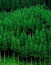 N-6401 Kitayamasugi cedar tree plantation, Japan.