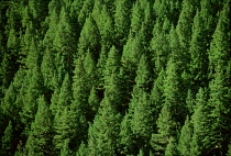 N-6404 Japanese cedar tree plantation, Japan.