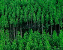 N-6405 Japanese cedar tree plantation, Japan.