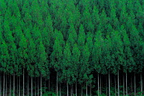N-6301 Kitayamasugi cedar tree plantation, Japan.