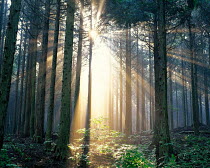 N-5007 Rays of sunlight penetrating coniferous woodland, Japan