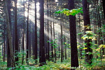 N-4805 Shafts of sunlight in coniferous woodland, Akaezomatsu, Japan