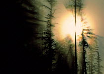 N-5101 Rays of sunlight burning off mist above coniferous woodland.