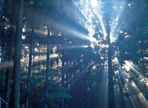 N-5008 Rays of sunlight filter through coniferous woodland, Japan