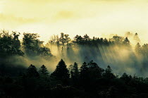 N-4904 Dawn with mist rising over coniferous woodland, Hokkaido, Japan
