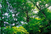 N-3408 Canopy of Beech trees {Fagus sp} Nagano, Japan