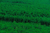 N-6303 Coniferous plantation, Japan